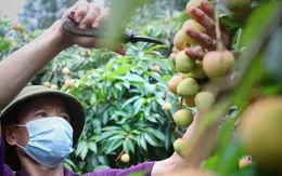 7,2 triệu tấn quả sắp vào vụ thu hoạch