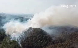 Khó khăn trong phục hồi rừng bị cháy