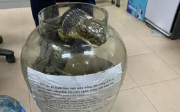 Mua rắn hổ chúa về "trấn chồng", đối tượng bị xử phạt 500 triệu đồng