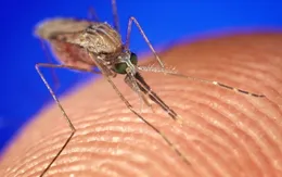 Mùi hương cơ thể nào thu hút loài muỗi nhất?