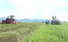 Hà Tĩnh nghiêm cấm hành vi bảo kê máy gặt lúa