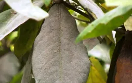 Kiểm tra các cơ sở xay xát gây ô nhiễm