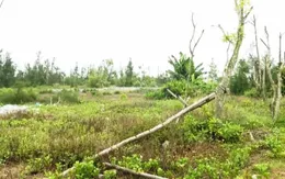 Nhà cửa, vườn tược bỗng dưng thành rừng phòng hộ