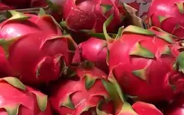 3 loại quả của Việt Nam tiếp tục bị EU kiểm soát