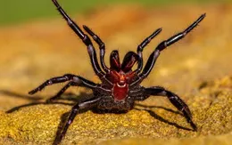 Đâu là loài nhện nguy hiểm nhất thế giới?