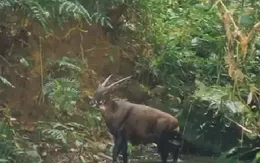 Nỗ lực tìm kiếm những cá thể Sao La tại Việt Nam