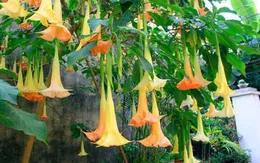 Hái hoa chuông về nấu ăn, 3 người phải nhập viện