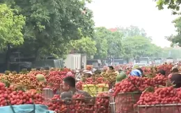 Tấp nập tiêu thụ vải thiều