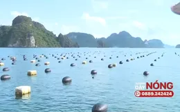 "Xóa" phao xốp trong nuôi thủy sản ở vịnh Hạ Long: Còn nhiều vướng mắc