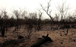 Bùng nổ trang trại và cháy rừng khiến Bolivia đứng thứ 3 thế giới về mất rừng