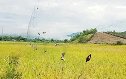 Công điện về ngăn chặn tình trạng săn bắt trái phép, quản lý nuôi và xuất khẩu yến