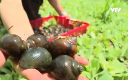 Chàng trai giúp hàng trăm người vượt khó từ mô hình nuôi ốc bươu đen