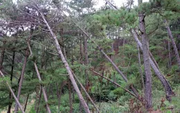Gần trăm cây thông già bị đầu độc