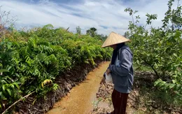 Long An: Bơm hút cát làm bể bờ bao, vườn cây trái của người dân thiệt hại nặng