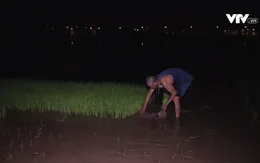 Nông dân ngoại thành Hà Nội cấy lúa đêm tránh nóng