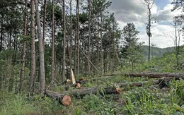 Hơn 150 cây thông chục năm tuổi bị cưa hạ trái phép tại Lâm Đồng