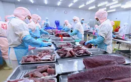 Khó khăn khi xuất khẩu cá ngừ sụt giảm