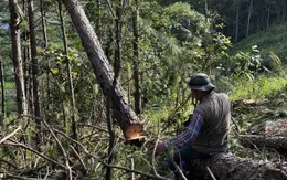 Tỉnh Lâm Đồng chỉ đạo xử lý nghiêm vụ triệt hạ rừng thông trái phép gần 30 năm tuổi