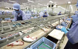 Gói tín dụng 15.000 tỷ đồng - “Liều thuốc” giúp doanh nghiệp thủy sản vượt khó