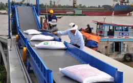 Thận trọng trong giao dịch xuất khẩu gạo