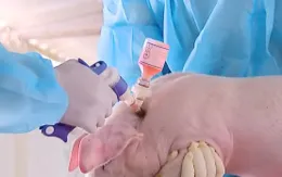 Cho phép sử dụng vaccine phòng tả lợn châu Phi trên diện rộng