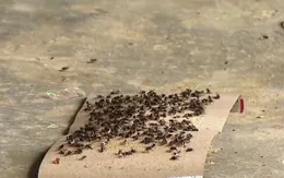 Ăn không ngon, ngủ không yên vì… ruồi