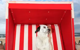 Những điều cần làm để bảo vệ thú nuôi trước đợt nắng nóng kỷ lục này