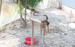 Cà Mau ghi nhận thêm 1 ổ dịch dại trên đàn chó