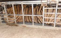 Bắt 2 đối tượng vận chuyển hổ trái phép