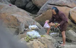Di dời đàn khỉ quý hiếm ở đảo Hòn Trà