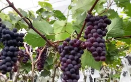 Công tác giảm nghèo ngày càng đi vào thực chất