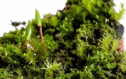 Trung Quốc phát hiện động thực vật mới ở Tân Cương