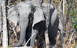 Ra mắt Sáng kiến Liên minh Bảo tồn voi châu Á