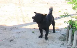 Cà Mau ghi nhận 13 ổ dịch dại trên đàn chó