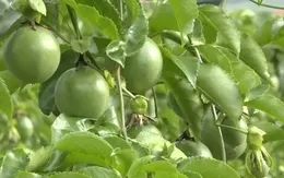 Phát triển cây ăn quả chủ lực: Không để ''vượt rào'' quy hoạch