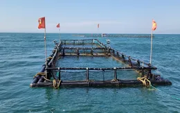 Ninh Thuận: Nhân rộng mô hình nhân giống, nuôi mực bán tự nhiên