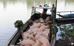 Đồng Tháp: Xử lý nghiêm buôn bán, vận chuyển trái phép gia súc qua biên giới