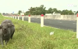 Hiểm họa từ việc tự ý tháo dỡ hàng rào đường cao tốc