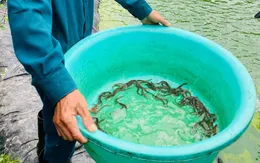 Nâng cao giá trị cho cá chình bông Phú Yên nhờ xây dựng chỉ dẫn địa lý