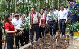 Thủ tướng: Đẩy mạnh liên kết, phát huy vai trò người dân trong sản xuất, chế biến sâm Ngọc Linh