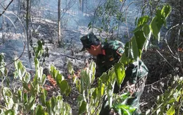 10ha rừng keo ở Quảng Ngãi cháy suốt trong 4 tiếng