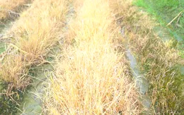 Kiểm soát cỏ dại hiệu quả trong canh tác nông nghiệp