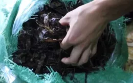 Thu giữ hơn 1 tấn giun đất khô không rõ nguồn gốc