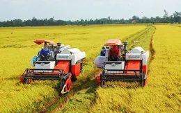 Doanh nghiệp cần vốn thu mua lúa gạo phục vụ xuất khẩu