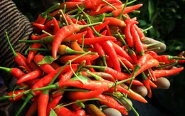 Kiểm soát chặt tiêu chuẩn an toàn nông sản xuất khẩu