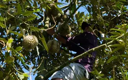 Đầu nậu “thổi giá” sầu riêng, người dân tự ý phá hợp đồng với đối tác