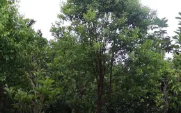 Tiềm năng kinh tế từ cây đàn hương