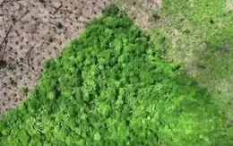 Rừng nhiệt đới mất dần khả năng quang hợp do nhiệt độ cao