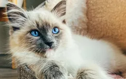 Mèo nhà và mèo hoang khác nhau ở những điểm gì?