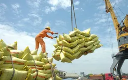 Bộ Công Thương yêu cầu doanh nghiệp không mua gom ồ ạt lúa gạo